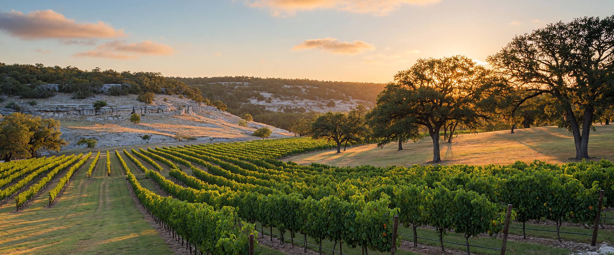 Vineyards and live oaks in the Texas Hill Country at sunset